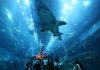 ZTE Axon Elite International Edition Smartphone Review & Price Dubai-Aquarium Underwater Zoo