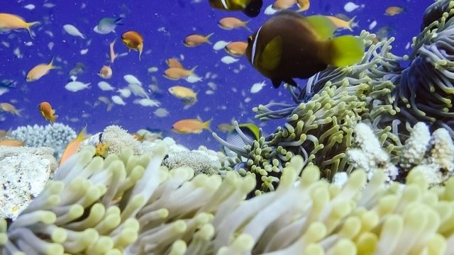 Banana Reef Madives Attractions
