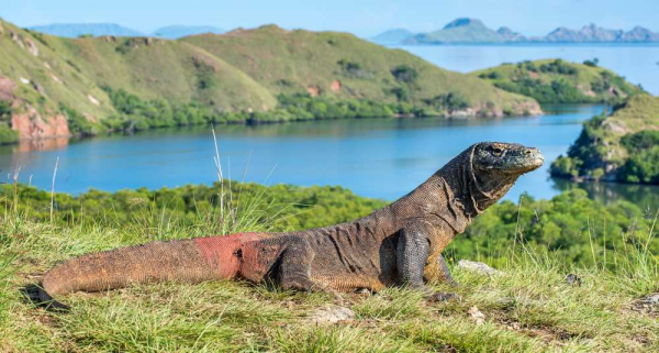 Rinca Island Nusa Tengarra - Nusa Tenggara Beaches and Islands