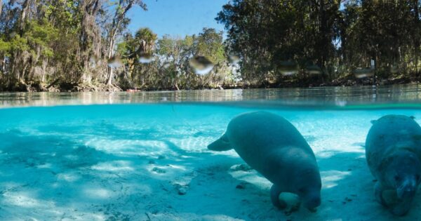 Crystal River - top destinations in florida