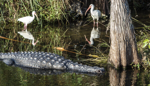 Everglades National Park - top destinations in florida