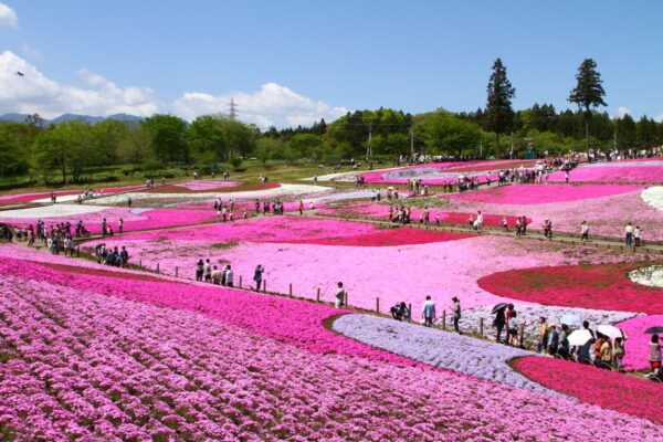 Hitsujiiyama Park in Saitama