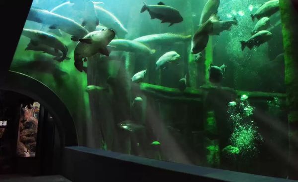 River Aquarium of Zaragoza